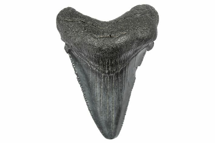 Serrated, Juvenile Megalodon Tooth - South Carolina #340506